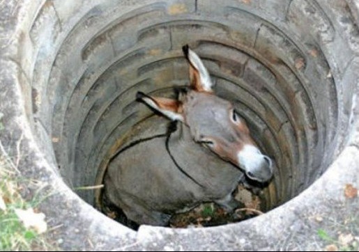 Donkey in the Well