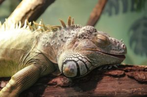 Hullabaloo Iguana Image