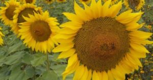 Sunflower Music