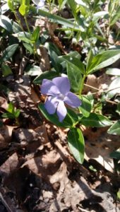 Greater Periwinkle