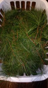 North Eastern White Pine