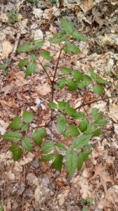 Black Bugbane