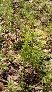Cleavers