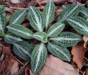 Drowsy Rattlesnake Plantain