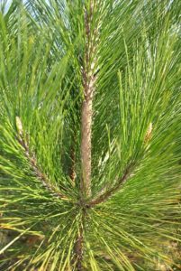 Masson's Pine