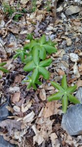 Mayapple