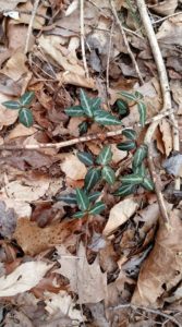Spotted Wintergreen