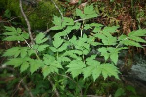 Black Cohosh Plant