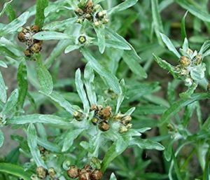 Heath Cudweed