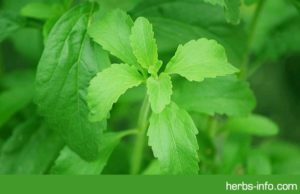 Stevia