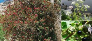 Killer Backyard Plants