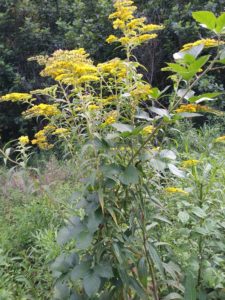 Goldenrod