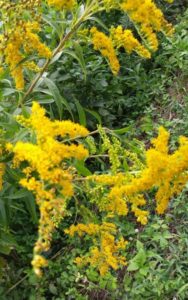 Goldenrod
