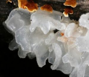 Snow Fungus