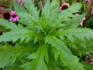 American Burnweed