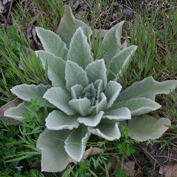 Mullein Weed