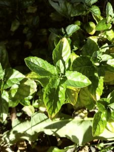Spearmint