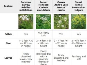 Yarrow Plant Look-Alikes