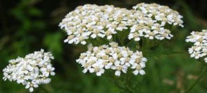 Yarrow Plant