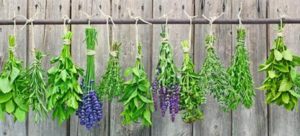 Herbs