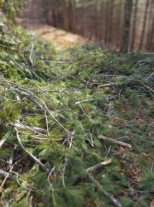 White Pine Tree